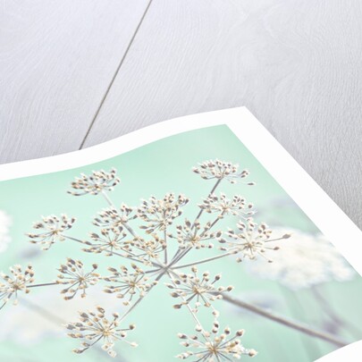 Cow parsley flower by Assaf Frank